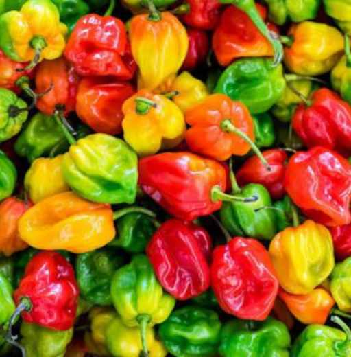 Piment frais