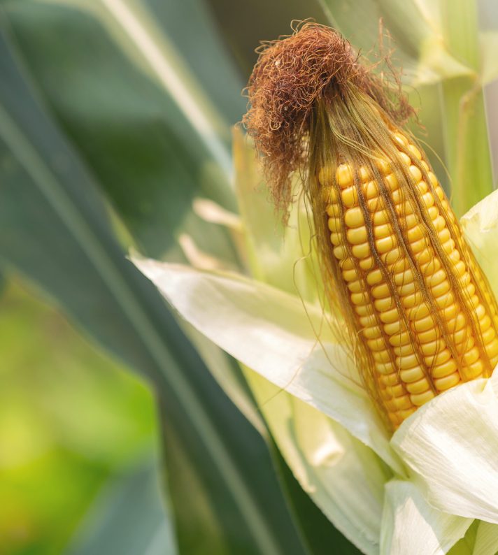Corn on the stalk ready to harvest in the field