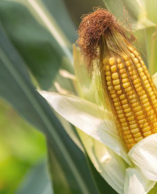 Corn on the stalk ready to harvest in the field